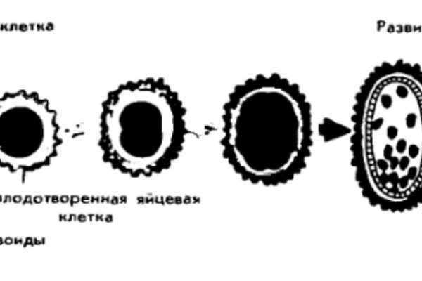 Kraken зеркало даркнет