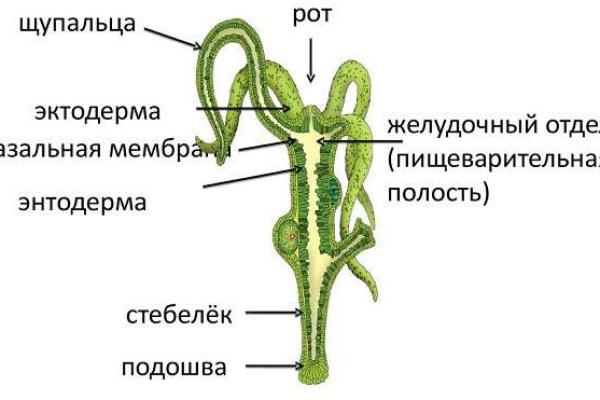 Ссылка на кракена для тора