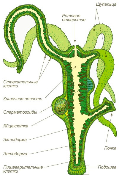 Кракен ссылка маркет